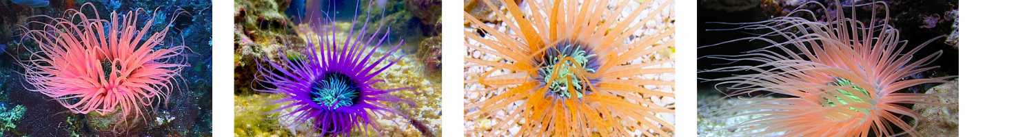 Image of Purple, pink and orange tube anemones